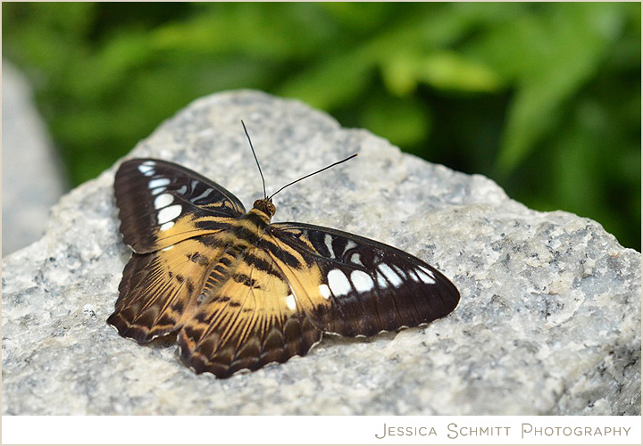 Brown Clipper Butterfly at Brookside Gardens, Maryland