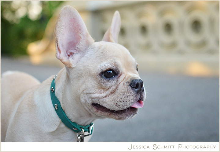 Ollie, The Sweetest Little French Bulldog in Central Park | Jessica ...